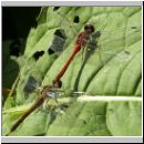 Sympetrum sanguineum - Blutrote Heidelibelle 01.jpg